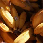 Ste med tistimi, ki pojedo prezrele banane (tiste z rjavimi pikami)? Potem je dobro vedeti, kaj se zgodi znotraj telesa