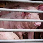 Potrdili prvi primer nevarne bolezni, slovenske oblasti na nogah