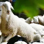 Pozor: pri sosedih znova izbruhnila smrtonosna bolezen, slovenska uprava nujno poziva k previdnosti!