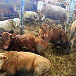 Srhljiva grozljivka v hlevu: v gnoju našli razpadla trupla živali, še inšpektorjem je šlo na bruhanje!