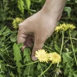 Nasveti zeliščarke: to so mesta, na katerih ne bi smeli nikoli nabirati regrata