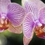 Skrivnost, kako spodbuditi orhidejo, da zacveti, je v tej 'čarobni tekočini', ki jo pripravite doma