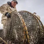 Ta riba nam je dobesedno pred nosom, a jo zapostavljamo: ni sardela in ne losos, njena cena je zmerna, odlična je za naše zdravje