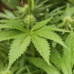 Policija stopila na prste trojici, ki naj bi prodala skoraj eno tono marihuane