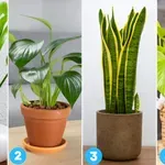 Katero sobno rastlino ste izbrali? Psihološki test, ki razkriva vaš značaj