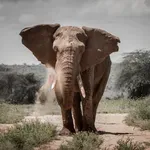 Ubijalski slon v desetih dneh ubil 22 ljudi, oblasti svarijo prebivalce