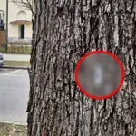 Grozljiv prizor sredi Ljubljane: mimo so se sprehajali tudi otroci