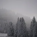 Gozdar posnel prizor, ki ga ni pričakoval: sredi zasnežene pokrajine je zagledal redko in ogroženo žival, taka srečanja so izjemno redka