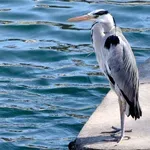 Takšnega vremena ni pričakoval nihče: prihaja pravo "poletje sredi zime"