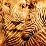 Ste najprej opazili leva ali zebro? Preprost test, ki razkrije, če ste introvert ali ekstrovert