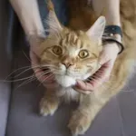 To je preprost trik, s katerim mački podaljšate življenje in jo obvarujete pred najhujšim