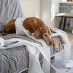 5 pasem psov, ki jih veterinarji odsvetujejo imeti (z njimi boste imeli veliko težav)
