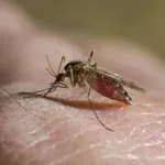 Če vas piči komar, se nikar ne praskajte: zdravnica razkrila, kaj zares pomaga