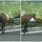 Video: Žrebiček se je zataknil na ograji in se boril za življenje, zdaj vsi govorijo o tem, kaj je storil ta moški