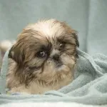 Vas vaš kuža nenehno 'fehta', ko se usedete h kosilu? Pozor, tako vedenje morda ni nedolžna reč, pravijo veterinarji