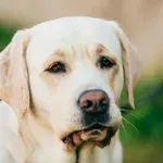 5 pasem psov, ki težko prenašajo samoto (močno se navežejo na lastnika)