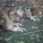 Neizmerna žalost v živalskem vrtu: nenadoma poginile tri levinje, razlog je srce parajoč