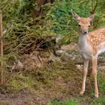 Pozor, številne gozdne živali so izčrpane in pod hudim toplotnim stresom, s to majhno gesto jim lahko zelo pomagate