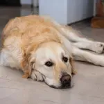5 pasem psov, ki so nagnjene k raku (bolezen jim žal ne prizanaša)