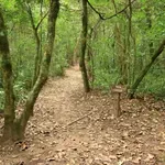 V gozdu odkrili osupljivo žival, ki je s svojo lepoto očarala tudi znanstvenike (VIDEO)