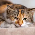6 znakov, da vam mačka ni naklonjena (njene reakcije jo hitro izdajo)