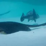 Panika na obali: z El Niñom so prišle nenavadne morske kreature! (VIDEO)