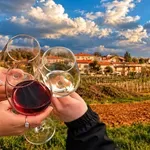Kras bo zaživel v znamenju vina in dobre hrane: razkrivamo, kaj vse pripravljajo za letošnje martinovanje
