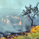 Posle požara nekad je potrebna i čitava decenija za obnovu šuma