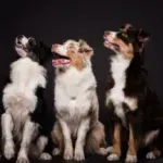 Tajna istorija pasa: Šta nam DNK otkriva o psima i ljudima kroz vekove