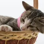 Kada su se mačke pripitomile: Domaće mačke su stigle u Evropu tek u vreme Rimskog carstva