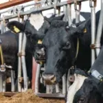 Odgajivači goveda: Mlekare u Srbiji obustavljaju otkup, preduzećemo radikalne mere