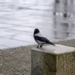 Vreme danas: Oblačno sa slabom kišom i vetrom, do 17 stepeni