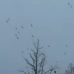 Beoeko: Vazduh zagađen na čak 22 merna mesta u Beogradu