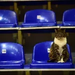 Crvena zvezda se oprostila od mačke Ljubice: Preminula u Hali „Aleksandar Nikolić“, gde je živela 18 godina