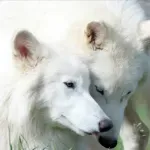 Kompanija koja je „oživela” strašnog vuka najavila biotrezor za ugrožene vrste