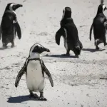Jedina afrička vrsta pingvina gladuje: Ima li još nade?