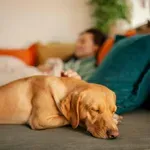 Svetski dan napuštenih životinja: svaki treći pas i mačka nemaju dom – kako doneti pravu odluku pre uzimanja ljubimca?