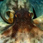 Džinovske hobotnice od čak 19 metara bile su vrhunski predatori pre 100 miliona godina, pokazuje novo otkriće fosila