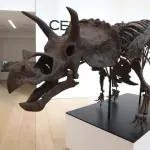 Skeleti dinosaurusa se prodaju za milione. Istraživači se plaše da nauka propušta nešto novo