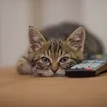 Zašto su mačke fascinirane TV ekranima?