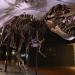Zašto je T. reks imao sićušne ruke? Nova studija možda konačno ima odgovor