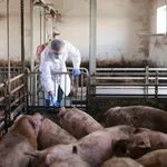 Stanković (Poljoprivredni fakultet): Za suzbijanje afričke kuge potreban rad veterinara na farmama