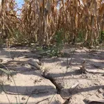 Srbiju bi zaštita od klimatskih promena mogla da košta više od 27 milijardi evra do 2033. godine