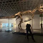 Fosil Tiranosaurusa reksa „Gus“ prodat za 50,1 milion dolara na aukciji u Njujorku, oboren novi rekord