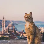 U susret Međunarodnom danu mačaka: Upoznajte istanbulske mačke