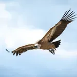 Όριό του ο ουρανός! Το πουλί που πετά πιο ψηλά από κάθε άλλο
