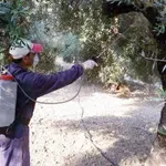 Κρήτη: Έρχονται τα φάρμακα της δακοκτονίας – Εγκρίθηκε ο διαγωνισμός