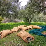 Κρήτη – λιομάζωμα: Εργάτες γης με το σταγονόμετρο – Σε απόγνωση οι ελαιοπαραγωγοί