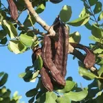 Χαρούπια: Το αντικαρκινικό τρόφιμο που έχει περισσότερο ασβέστιο από το γάλα