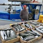 Κρήτη: Επιθέσεις λαγοκέφαλων σε παραλίες – Στον “πάγο” η επιδότηση για την αλίευση του επικίνδυνου ψαριού (βίντεο)